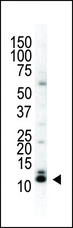 SUMO2 + SUMO3 Antibody - The anti-SUMO2/3 C-term antibody is used in Western blot to detect SUMO2/3 in HeLa cell lysate.