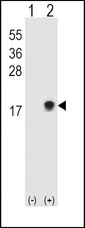 SUMO2 + SUMO3 Antibody - Western blot of SUMO2/3 (arrow) using rabbit polyclonal SUMO2/3 Antibody (Q65). 293 cell lysates (2 ug/lane) either nontransfected (Lane 1) or transiently transfected (Lane 2) with the SUMO2/3 gene.