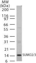 SUMO2 + SUMO3 Antibody - Western blot analysis with 15 ugs of HL60 cell lysate using SUMO2 antibody at 1 ug/ml.