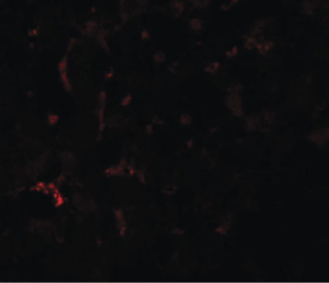 SUMO3 Antibody - Immunofluorescence of SUMO3 in mouse liver tissue with SUMO3 antibody at 20 ug/ml.