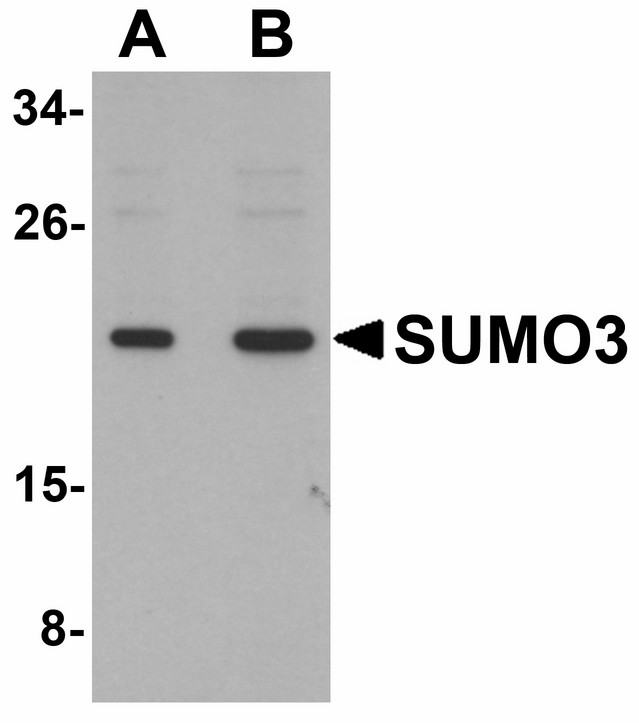 SUMO3 Antibody - Western blot of SUMO3 in mouse liver tissue lysate with SUMO3 antibody at (A) and (B) 2 ug/ml.