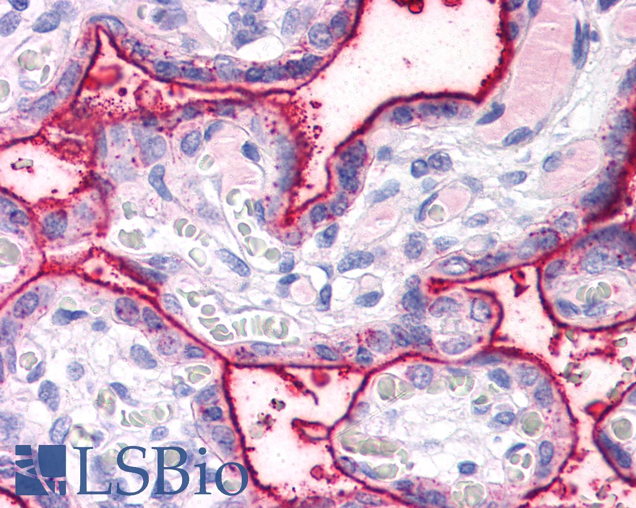 SURF4 Antibody - Anti-SURF4 antibody IHC of human placenta. Immunohistochemistry of formalin-fixed, paraffin-embedded tissue after heat-induced antigen retrieval.