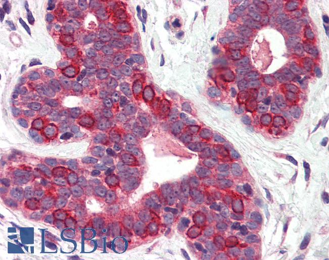SURF4 Antibody - Anti-SURF4 antibody IHC of human breast. Immunohistochemistry of formalin-fixed, paraffin-embedded tissue after heat-induced antigen retrieval.