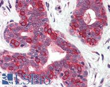 SURF4 Antibody - Anti-SURF4 antibody IHC of human breast. Immunohistochemistry of formalin-fixed, paraffin-embedded tissue after heat-induced antigen retrieval.