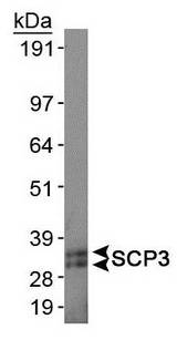 SYCP3 / SCP3 Antibody - Western blot of SCP3 in mouse testis.  This image was taken for the unconjugated form of this product. Other forms have not been tested.