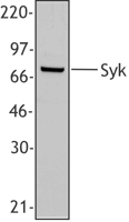 SYK Antibody - Western blot of extracts from Human PBMC, using anti-Syk, Clone SYK-01.
