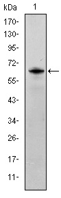 SYN / FYN Antibody - Western blot using FYN monoclonal antibody against human FYN (AA: 7-176) recombinant protein. (Expected MW is 44.3 kDa)