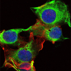 SYN / FYN Antibody - Immunofluorescence of U251 cells using FYN mouse monoclonal antibody (green). Blue: DRAQ5 fluorescent DNA dye. Red: Actin filaments have been labeled with Alexa Fluor-555 phalloidin.
