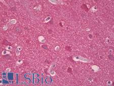 Synuclein Antibody - Anti-Synuclein antibody IHC of human brain, cortex. Immunohistochemistry of formalin-fixed, paraffin-embedded tissue after heat-induced antigen retrieval. Antibody dilution 1:100.