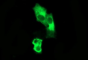 SYP / Synaptophysin Antibody - Anti-SYP mouse monoclonal antibody immunofluorescent staining of COS7 cells transiently transfected by pCMV6-ENTRY SYP.