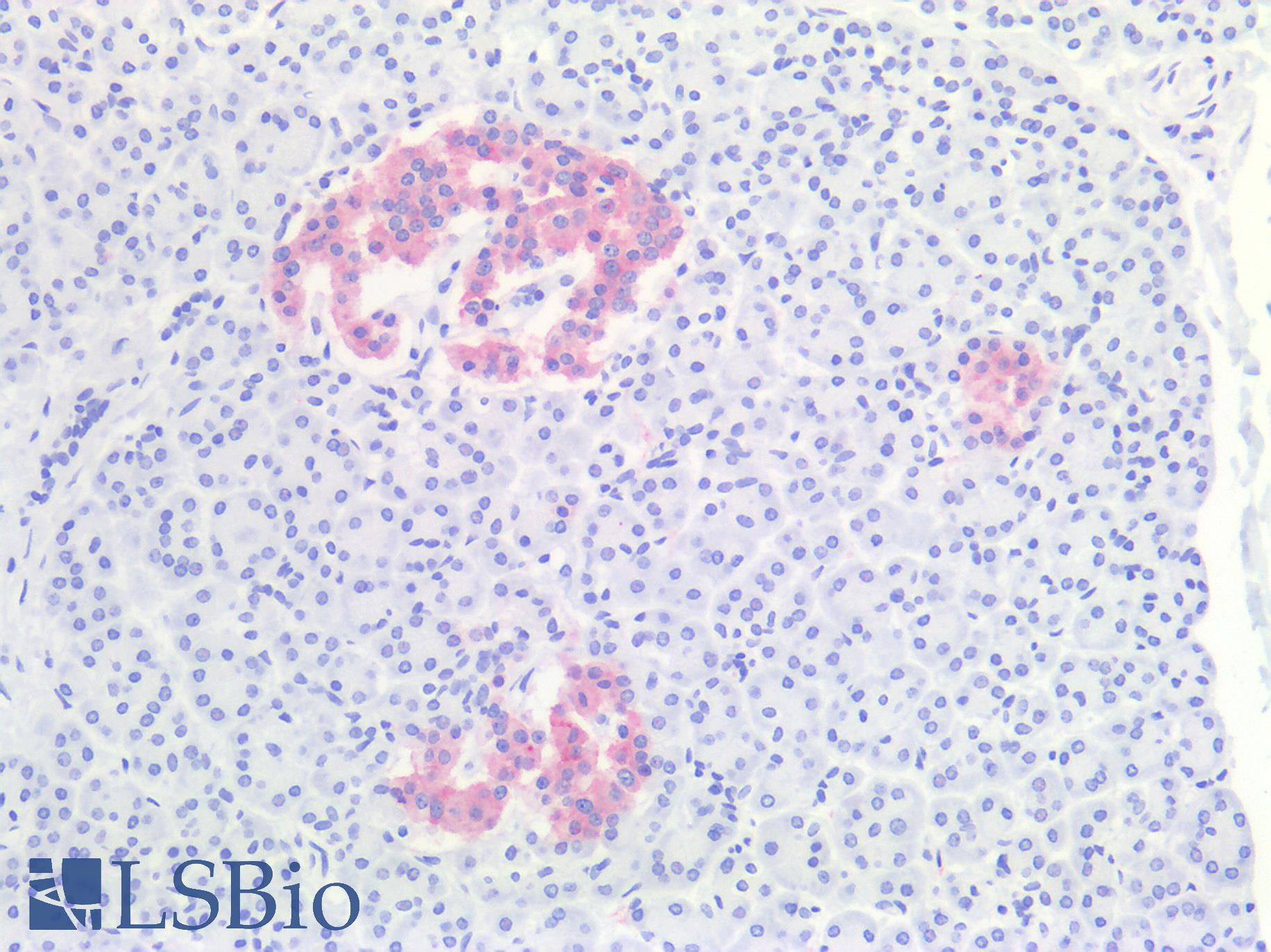 SYP / Synaptophysin Antibody - Human Pancreas: Formalin-Fixed, Paraffin-Embedded (FFPE)