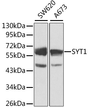 SYT1 / Synaptotagmin Antibody - Western blot analysis of extracts of various cell lines, using SYT1 antibody at 1:1000 dilution. The secondary antibody used was an HRP Goat Anti-Rabbit IgG (H+L) at 1:10000 dilution. Lysates were loaded 25ug per lane and 3% nonfat dry milk in TBST was used for blocking. An ECL Kit was used for detection.