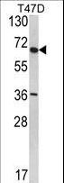 SYVN1 / HRD1 Antibody - Western blot of SYVN1 (HRD1) Antibody in T47D cell line lysates (35 ug/lane). HRD1 (arrow) was detected using the purified antibody.