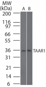 TAAR1 / TA1 Antibody - Western blot of human TAAR1 in human brain and rat brain lysate using antibody at 2 ug/ml.