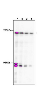 TAF1 Antibody - Anti-TAF1 Antibody - Western Blot. Western blot of affinity purified anti-TAF1 to detect TAF1 in HeLa nuclear extract (arrowhead). The membrane was probed with the primary antibody at dilutions of 1:100 (lane 1), 1:250 (lane 2), 1:500 (Lane 3 and 1:1000 (Lane 4). The identity of the bands at ~95 kD is unknown, but may be degraded TAF1. Personal Communication, Anne Gegonne, CCR-NCI, Bethesda, MD.