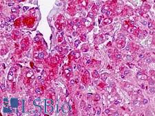 TAF4B Antibody - Anti-TAF4B antibody IHC staining of human liver. Immunohistochemistry of formalin-fixed, paraffin-embedded tissue after heat-induced antigen retrieval.
