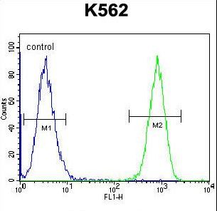 TAF4B Antibody - TAF4B Antibody flow cytometry of K562 cells (right histogram) compared to a negative control cell (left histogram). FITC-conjugated goat-anti-rabbit secondary antibodies were used for the analysis.