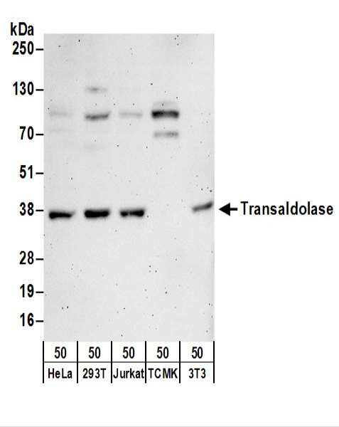 TALDO1 / Transaldolase 1 Antibody - Detection of Human and Mouse Transaldolase by Western Blot. Samples: Whole cell lysate (50 ug) from HeLa, 293T, Jurkat, mouse TCMK-1, and mouse NIH3T3 cells. Antibodies: Affinity purified rabbit anti-Transaldolase antibody used for WB at 0.1 ug/ml. Detection: Chemiluminescence with an exposure time of 3 minutes.