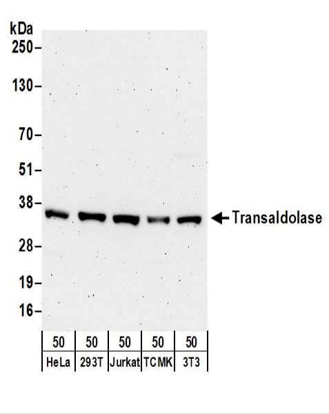 TALDO1 / Transaldolase 1 Antibody - Detection of Human and Mouse Transaldolase by Western Blot. Samples: Whole cell lysate (50 ug) from HeLa, 293T, Jurkat, mouse TCMK-1, and mouse NIH3T3 cells. Antibodies: Affinity purified rabbit anti-Transaldolase antibody used for WB at 0.4 ug/ml. Detection: Chemiluminescence with an exposure time of 3 minutes.