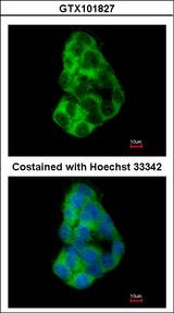 TANGO / MIA3 Antibody - Immunofluorescence of methanol-fixed HepG2, using MIA3 antibody at 1:200 dilution.