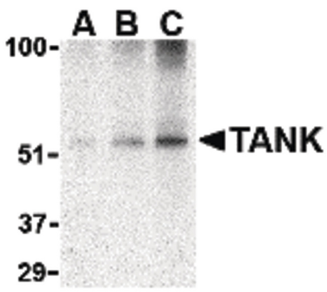 TANK Antibody - Western blot of TANK in Daudi cell lysate with TANK antibody at (A) 0.5, (B) 1 and (C) 2 ug/ml.
