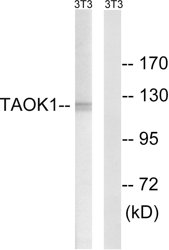 TAOK1 / TAO1 Antibody - Western blot analysis of lysates from NIH/3T3 cells, using TAOK1 Antibody. The lane on the right is blocked with the synthesized peptide.