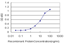 TAOK2 / TAO2 Antibody - Detection limit for recombinant GST tagged TAOK2 is approximately 1 ng/ml as a capture antibody.