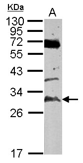 TATDN3 Antibody - Sample (50 ug of whole cell lysate) A: mouse testis 12% SDS PAGE TATDN3 antibody diluted at 1:500