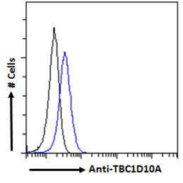 TBC1D10A Antibody - TBC1D10A antibody flow cytometric analysis of paraformaldehyde fixed HEK293 cells (blue line), permeabilized with 0.5% Triton. Primary incubation 1hr (10ug/ml) followed by Alexa Fluor 488 secondary antibody (1ug/ml). IgG control: Unimmunized goat IgG (black line) followed by Alexa Fluor 488 secondary antibody.
