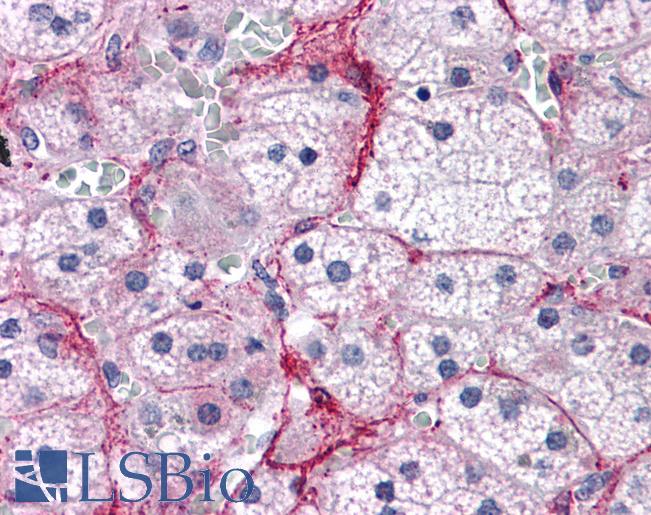 TBC1D4 / AS160 Antibody - Anti-TBC1D4 antibody IHC of human adrenal. Immunohistochemistry of formalin-fixed, paraffin-embedded tissue after heat-induced antigen retrieval. Antibody concentration 5 ug/ml.