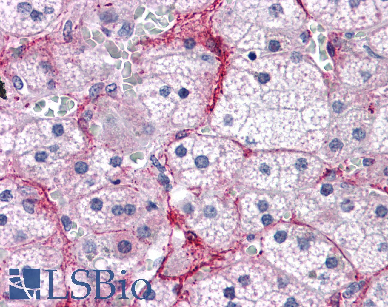 TBC1D4 / AS160 Antibody - Anti-TBC1D4 antibody IHC of human adrenal. Immunohistochemistry of formalin-fixed, paraffin-embedded tissue after heat-induced antigen retrieval. Antibody concentration 5 ug/ml.