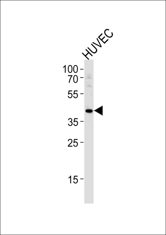 TBX1 Antibody - TBX1 Antibody western blot of HLVEC cell line lysates (35 ug/lane). The TBX1 antibody detected the TBX1 protein (arrow).