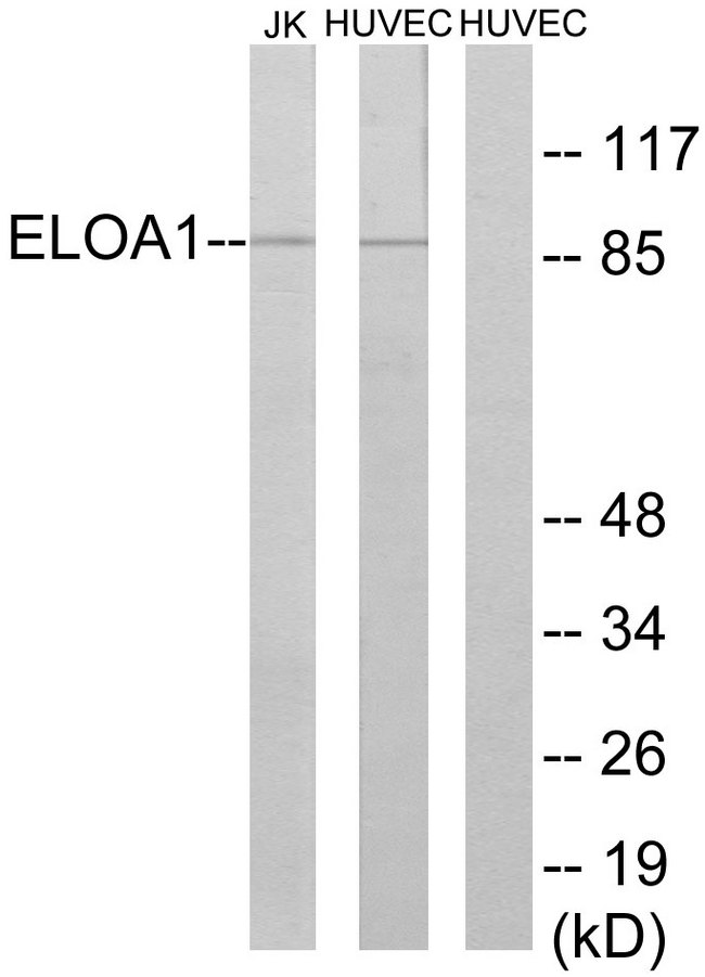 TCEB3 / Elongin A Antibody - Western blot analysis of lysates from HUVEC cells and Jurkat cells, using ELOA1 Antibody. The lane on the right is blocked with the synthesized peptide.