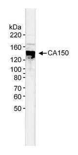 TCERG1 / CA150 Antibody - Detection of Human CA150 by Western Blot. Sample: Nuclear extract (5 ug) from HeLa cells. Antibody: Affinity purified rabbit anti-CA150 used at 0.33 ug/ml. Detection: Alkaline phosphatase conjugated goat anti-Rabbit IgG diluted 1:3000 with NBT-BCIP as substrate for 20 min.