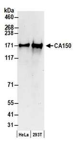 TCERG1 / CA150 Antibody - Detection of human CA150 by western blot. Samples: Whole cell lysate (50 µg) from HeLa and HEK293T cells prepared using NETN lysis buffer. Antibody: Affinity purified rabbit anti-CA150 antibody used for WB at 0.1 µg/ml. Detection: Chemiluminescence with an exposure time of 10 seconds.