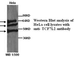 TCF7L2 / TCG4 Antibody