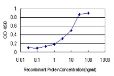 TCP1 Antibody - Detection limit for recombinant GST tagged TCP1 is approximately 0.1 ng/ml as a capture antibody.
