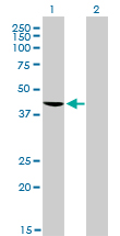 TDP-43 / TARDBP Antibody - Western blot of TARDBP expression in transfected 293T cell line by TARDBP monoclonal antibody clone 2E2-D3.
