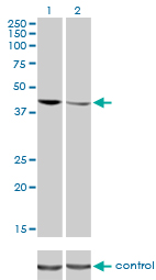 TDP-43 / TARDBP Antibody - Western blot of TARDBP over-expressed 293 cell line, cotransfected with TARDBP Validated Chimera RNAi (Lane 2) or non-transfected control (Lane 1). Blot probed with TARDBP monoclonal antibody clone 2E2-D3. GAPDH ( 36.1 kD ) used as specificity and loading control.