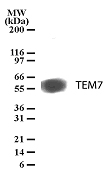 TEM7 Antibody - Western blot detection of TEM7 in HCT-116 cell lysate using antibody at 1 µg/ml dilution.