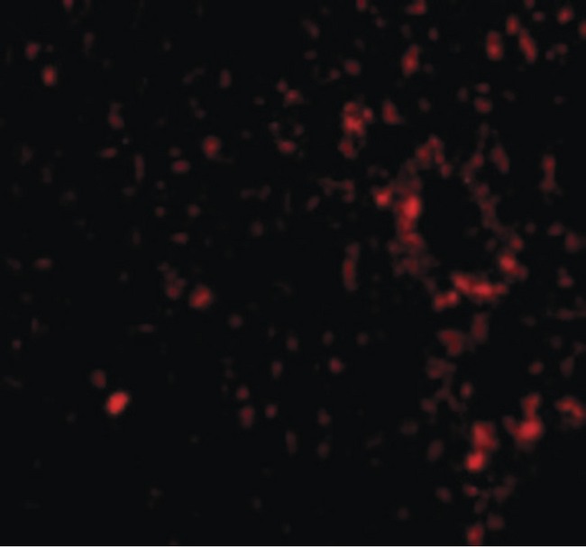 TEM7 Antibody - Immunofluorescence of TEM7 in Mouse Liver cells with TEM7 antibody at 20 ug/ml.