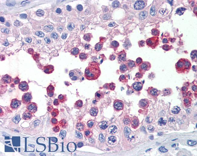 TERF2 / TRF2 Antibody - Anti-TERF2 antibody IHC of human testis. Immunohistochemistry of formalin-fixed, paraffin-embedded tissue after heat-induced antigen retrieval. Antibody concentration 3.75 ug/ml.