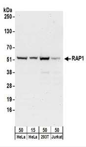 TERF2IP / RAP1 Antibody - Detection of Human RAP1 by Western Blot. Samples: Whole cell lysate from HeLa (15 and 50 ug), 293T (50 ug), and Jurkat (50 ug) cells. Antibodies: Affinity purified rabbit anti-RAP1 antibody used for WB at 0.1 ug/ml. Detection: Chemiluminescence with an exposure time of 10 seconds.