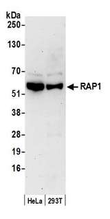 TERF2IP / RAP1 Antibody - Detection of human RAP1 by western blot. Samples: Whole cell lysate (15 µg) from HeLa and HEK293T cells prepared using NETN lysis buffer. Antibody: Affinity purified rabbit anti-RAP1 antibody used for WB at 0.1 µg/ml. Detection: Chemiluminescence with an exposure time of 3 minutes.