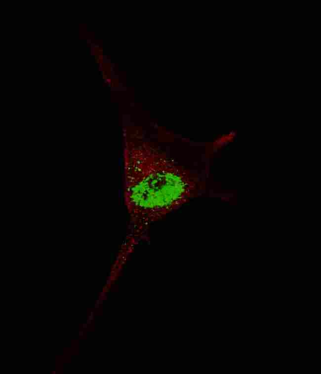 TERT / Telomerase Antibody - Fluorescent confocal image of SY5Y cells stained with TERT antibody. SY5Y cells were fixed with 4% PFA (20 min), permeabilized with Triton X-100 (0.2%, 30 min). Cells were then incubated TERT primary antibody (1:200, 2 h at room temperature). For secondary antibody, Alexa Fluor 488 conjugated donkey anti-rabbit antibody (green) was used (1:1000, 1h). Nuclei were counterstained with Hoechst 33342 (blue) (10 ug/ml, 5 min). TERT immunoreactivity is localized to the nucleus of SY5Y cells.