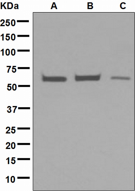 Testilin / EHD1 Antibody - Western blot analysis on (A) HepG2, (B) HeLa, and (C) JAR cell lysates using anti-EHD1 antibody.