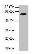 TF / Transferrin Antibody - Western blot Human Transferrin antibody at 2µg/ml + EC109 whole cell lysate Secondary Goat polyclonal to rabbit IgG at 1/15000 dilution Predicted band size: 77 kDa Observed band size: 77 kDa
