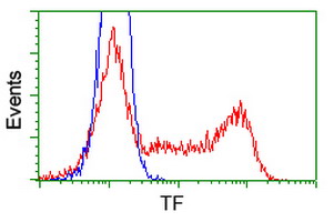 TF / Transferrin Antibody - HEK293T cells transfected with either pCMV6-ENTRY TF (Red) or empty vector control plasmid (Blue) were immunostained with anti-TF mouse monoclonal, and then analyzed by flow cytometry.