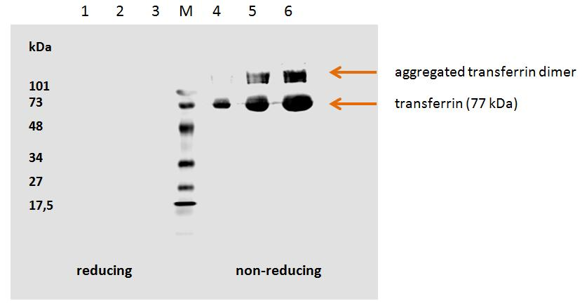 TF / Transferrin Antibody - Human transferrin detected by the mouse monoclonal antibody HTF-14.  1. hTransferrin; 5 µg/well (red. con.)  2. hTransferrin; 3 µg/well (red. con.)  3. hTransferrin; 1 µg/well (red. con.)     M Low Range marker (Bio-Rad)  4. hTransferrin; 1 µg/well (non-red. con.)  5. hTransferrin; 3 µg/well (non-red. con.)  6. hTransferrin; 5 µg/well (non-red. con.)