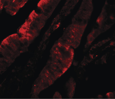 TFPI / LACI Antibody - Immunofluorescence of TFPI in rat small intestine tissue with TFPI antibody at 20 ug/ml.